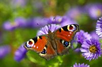 m_peacock-butterfly-6602523_640