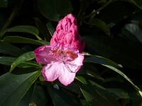 6 Knospe einer Rhododendron