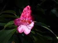 AF 06 Knospe eines Rhododendron